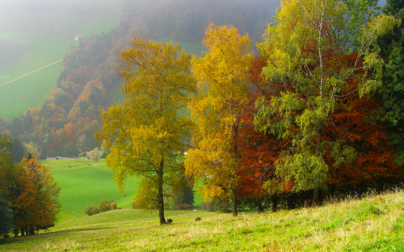 fall color trees for autumn hikes near Zürich Switzerland