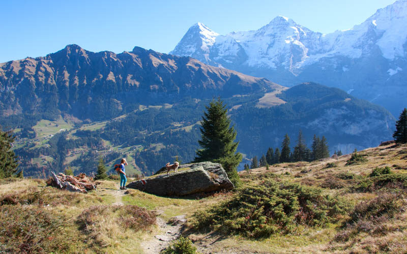 child and dog on trail with views of Eiger mountain