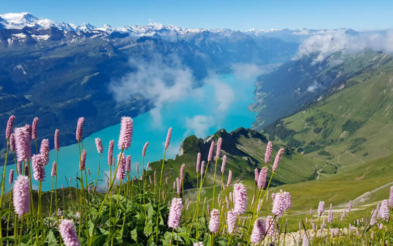 Zermatt In Spring 10 Best summer wildflower hikes in the Swiss alps