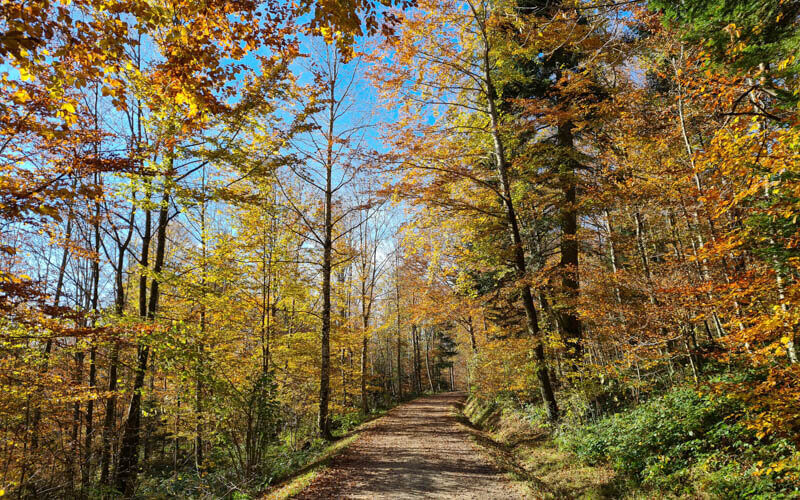 dirt path surrounded by trees